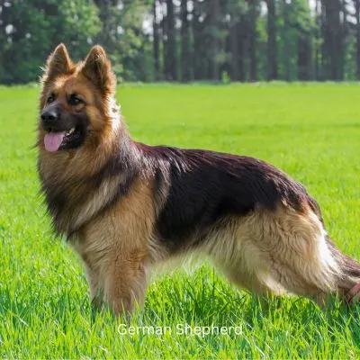 German Shepherd standing in field