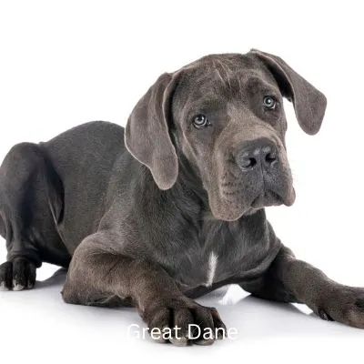 Great Dane Gray puppy
