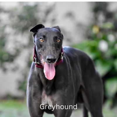 Greyhound standing outside
