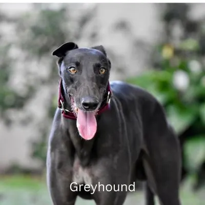 Greyhound standing outside