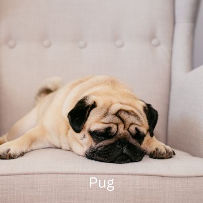 Pug laying on a chair