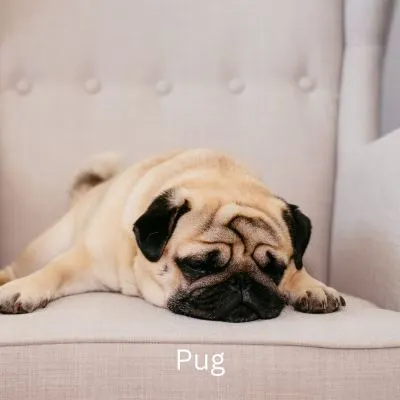 Pug laying on a chair