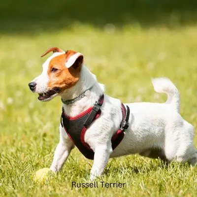 Russell Terrier playing in a field