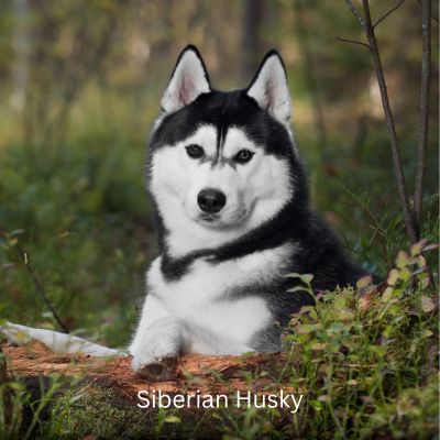 Siberian Husky sitting near a tree in the woods.