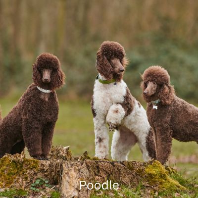 Happyoodles.com - Bark-O-Meter - Three Brown Poodles