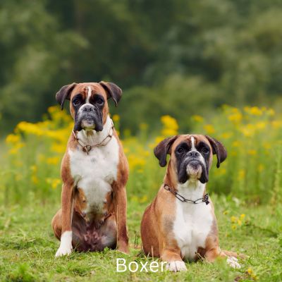 Happyoodles.com - Bark-O-Meter - Two Boxer Dogs in a field