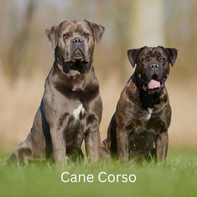 Happyoodles.com - Bark-O-Meter - Two Cane Corsos sitting in field
