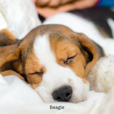 Friendly Dog Breeds and Mixes - Beagle puppy sleeping