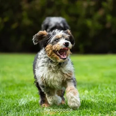 Friendly Dog Breeds and Mixes - Bernedoodle running in yard