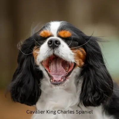 Friendly Dog Breeds and Mixes - head shot of a Cavalier King Charles Spaniel with eyes closed and mouth open