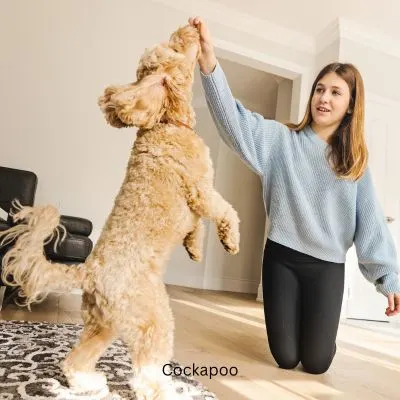 Friendly Dog Breeds and Mixes - Cockapoo with a young girl playing in a house.