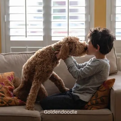 Goldendoodle on the couch licking a young boy.