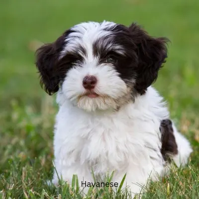 Friendly Dog Breeds and Mixes - Havanese puppy sitting in grass.