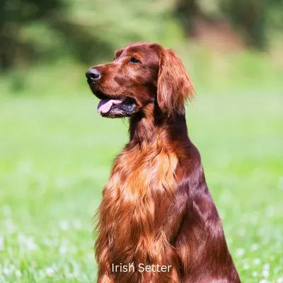 Irish Setter sitting in grassy field