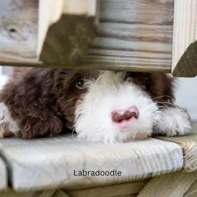 Brown and white Labradoodle puppy looking under a deck fence.