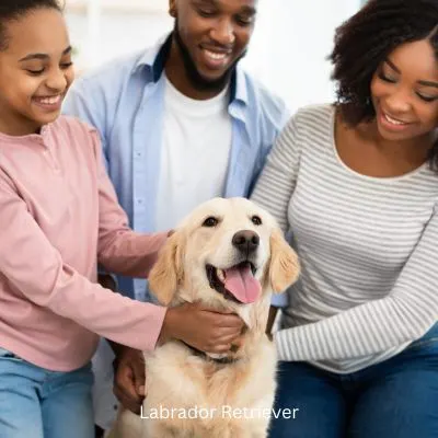 Labrador Retriever with a family petting them.