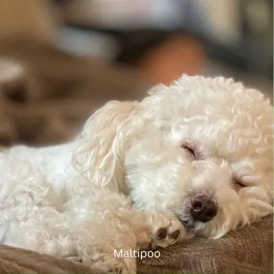 White Maltipoo sleeping