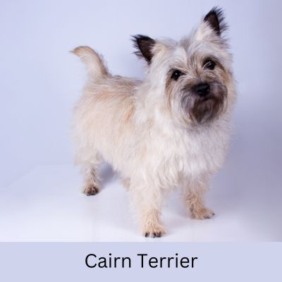 Low Cost Hypoallergenic Dog Breed- Cairn Terrier on white background