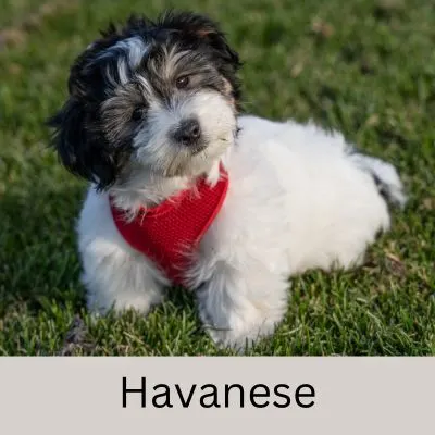 Low Cost Hypoallergenic Dog Breed- Havanese in grass