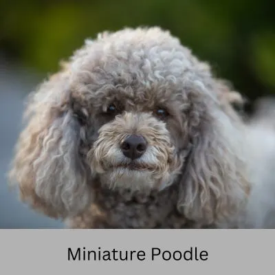 Low Cost Hypoallergenic Dog Breed- close up of mini poodle