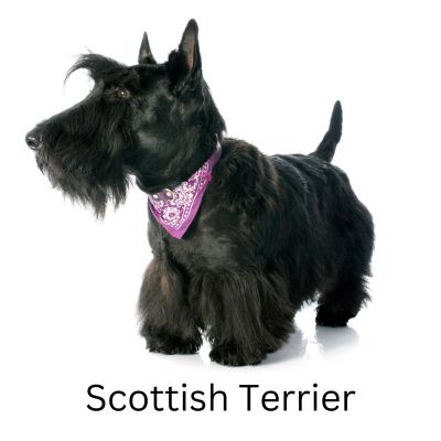 Scottish Terrier standing against white background