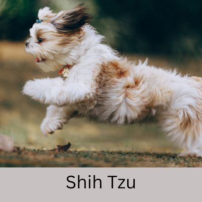 Shih Tzu running in grass.