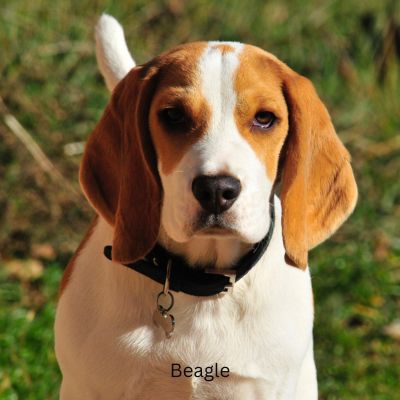 Beagle outside in grass.