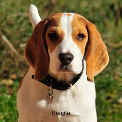 Beagle outside in grass.