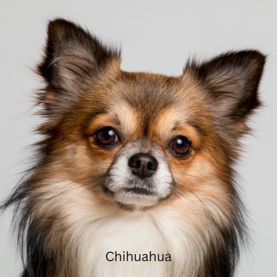 Happyoodles.com Popular Dog Breeds 2024 - Chihuahua close up
