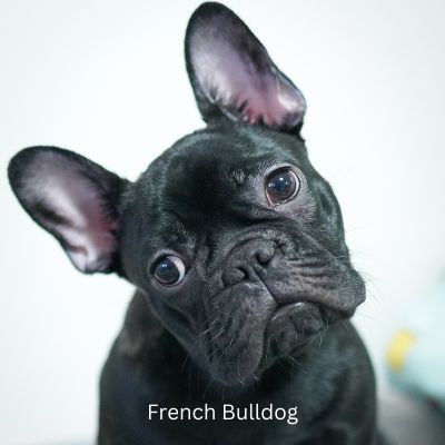 Happyoodles.com Popular Dog Breeds 2024 -Black French Bulldog with head cocked to the side.