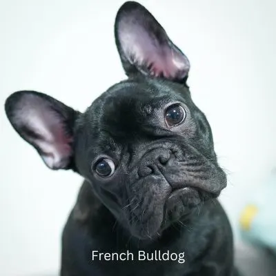 Happyoodles.com Popular Dog Breeds 2024 -Black French Bulldog with head cocked to the side.