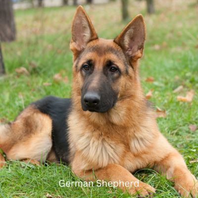 German Shepherd laying in the grass with head up.
