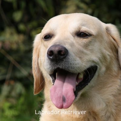 Happyoodles.com Popular Dog Breeds 2024 - Labrador Retriever with tongue out.