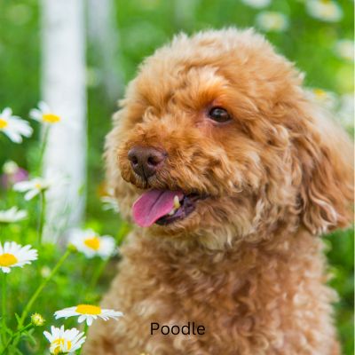 Apricot colored Poodle sitting next to daisies.