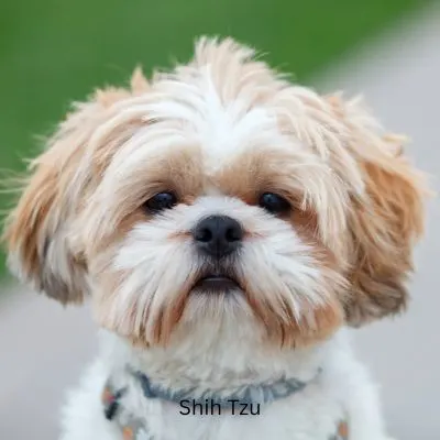 Apricot and white ShihTzu closeup.