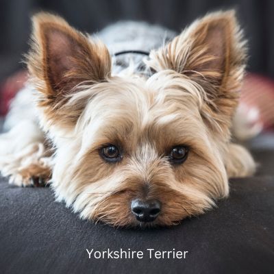 Happyoodles.com Popular Dog Breeds 2024 - Yorkshire Terrier laying down with head down looking straight ahead.