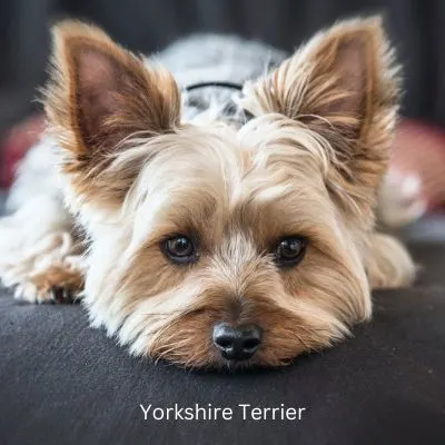 Happyoodles.com Popular Dog Breeds 2024 - Yorkshire Terrier laying down with head down looking straight ahead.