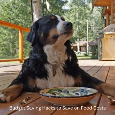 Happyoodles.com - Title: Budget Saving Hacks to Save on Food Costs - Dog in front of fancy bowl on deck