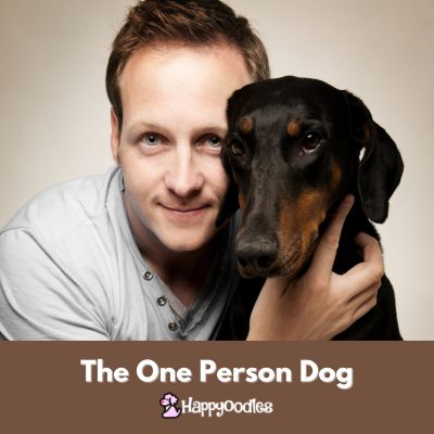 Happyoodles.com - Title: One person dog - man holding a Doberman Pinscher.