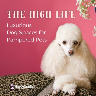 Happyoodles.com title - The High Life - Luxurious Dog Spaces for Pampered Pets - White poodle laying on leopard patterned couch with paws crossed in front. The background is dark pink with white flowers off to the side.