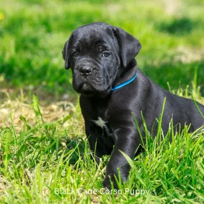 Happyoodles.com - title: Black Cane Corso puppy