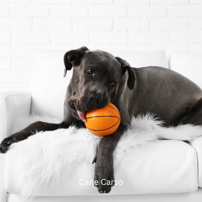 Happyoodles.com - title: Cane Corso' puppy with toy ball on white couch