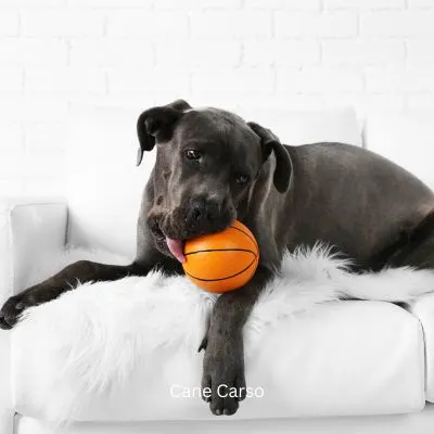 Happyoodles.com - title: Cane Corso' puppy with toy ball on white couch