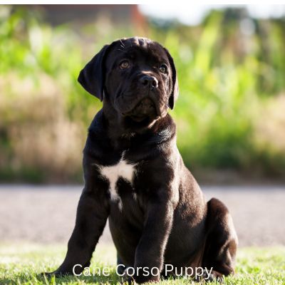 Happyoodles.com - title: Cane Corso puppy; sitting outside