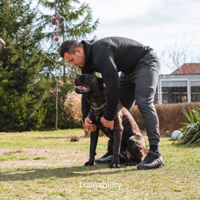 Happyoodles.com - title: Trainability - Cane Corso with trainer
