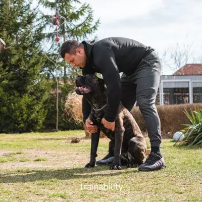 Happyoodles.com - title: Trainability - Cane Corso with trainer
