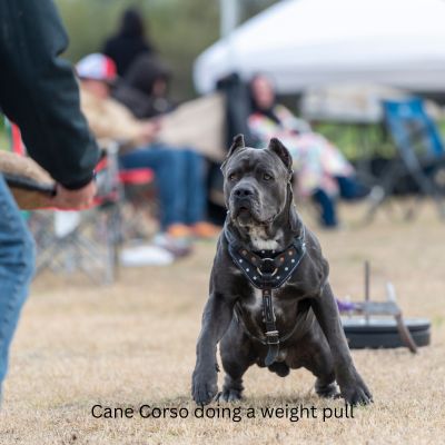 Happyoodles.com - title: Cane Corso pulling weights