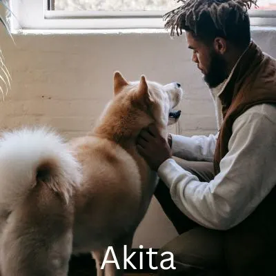 Happyoodles.com - The One Person Dog - Akita looking adoringly at a man.