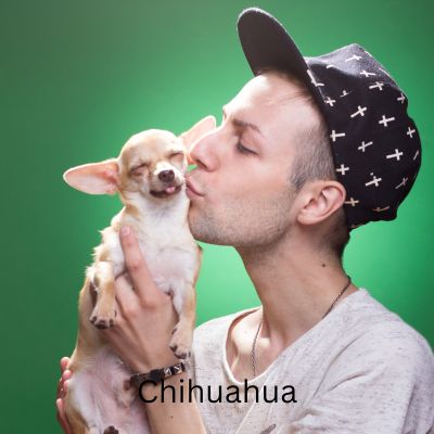 Happyoodles.com - The One Person Dog - Chihhauhau with tongue out while man in hat kisses the dog.