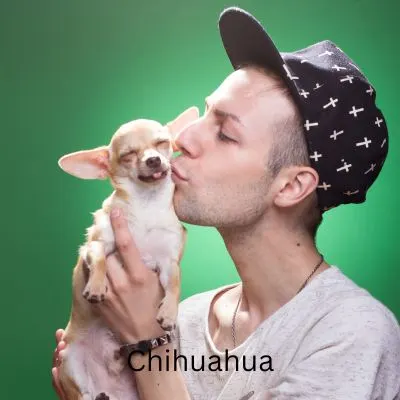 Happyoodles.com - The One Person Dog - Chihhauhau with tongue out while man in hat kisses the dog.